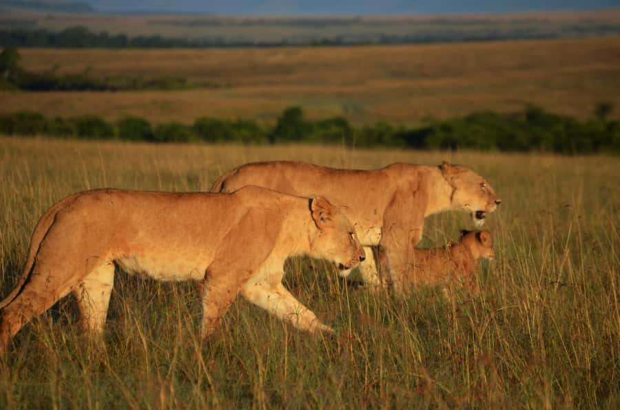 From Nairobi : 2-Days 1-Night Masai Mara Private 4WD Safari - Day two: sunrise, breakfast, and the journey back