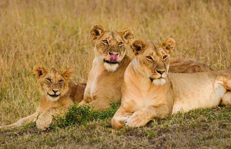 From Nairobi : 2-Days 1-Night Masai Mara Private 4WD Safari - Wildlife: what you have a fair chance to see