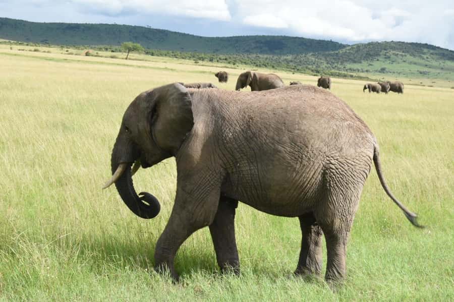From Nairobi : 2-Days 1-Night Masai Mara Private 4WD Safari - Should you book it?