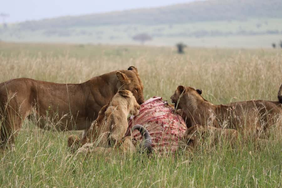 From Nairobi: 3 Days, 2 Nights Maasai Mara Group Safari - Small group travel, guides, and the daily departure promise