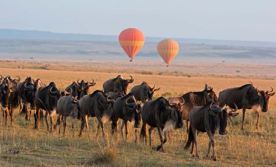 From Nairobi:3-Days 2-Nights Maasai Mara Group Safari in 4WD - Key points at a glance