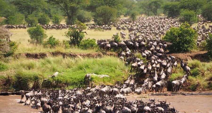 From Nairobi:3-Days 2-Nights Maasai Mara Group Safari in 4WD - What the budget camp actually provides