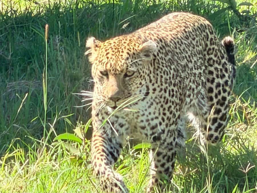 From Nairobi:3-Days 2-Nights Maasai Mara Group Safari in 4WD - The Great Migration and the Big Five
