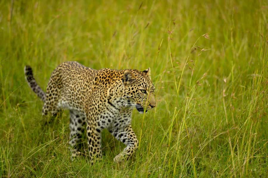 From Nairobi:3-Days 2-Nights Maasai Mara Group Safari in 4WD - Day 3: Maasai culture and the return to Nairobi