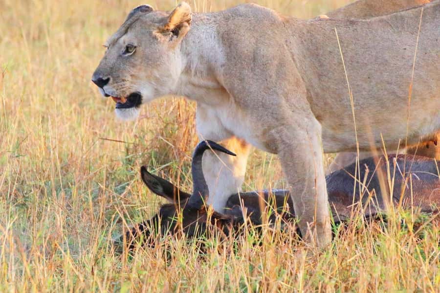 From Nairobi:3-Days 2-Nights Maasai Mara Group Safari in 4WD - The true cost of this Maasai Mara safari