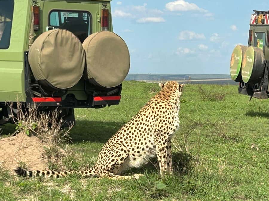 From Nairobi:3-Days 2-Nights Maasai Mara Group Safari in 4WD - Who should book this trip?