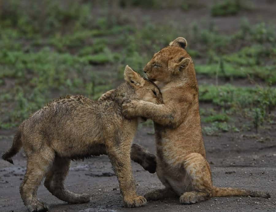 From Nairobi:3-Days 2-Nights Maasai Mara Group Safari in 4WD - From Nairobi to the Rift Valley viewpoint