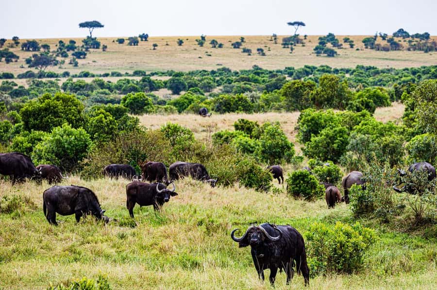 From Nairobi: 3 Days 2 Nights Masai Mara Group Safari - Nairobi to the Great Rift Valley viewpoint