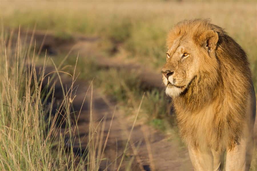 From Nairobi: 3 Days 2 Nights Masai Mara Group Safari - What the private tent is really like