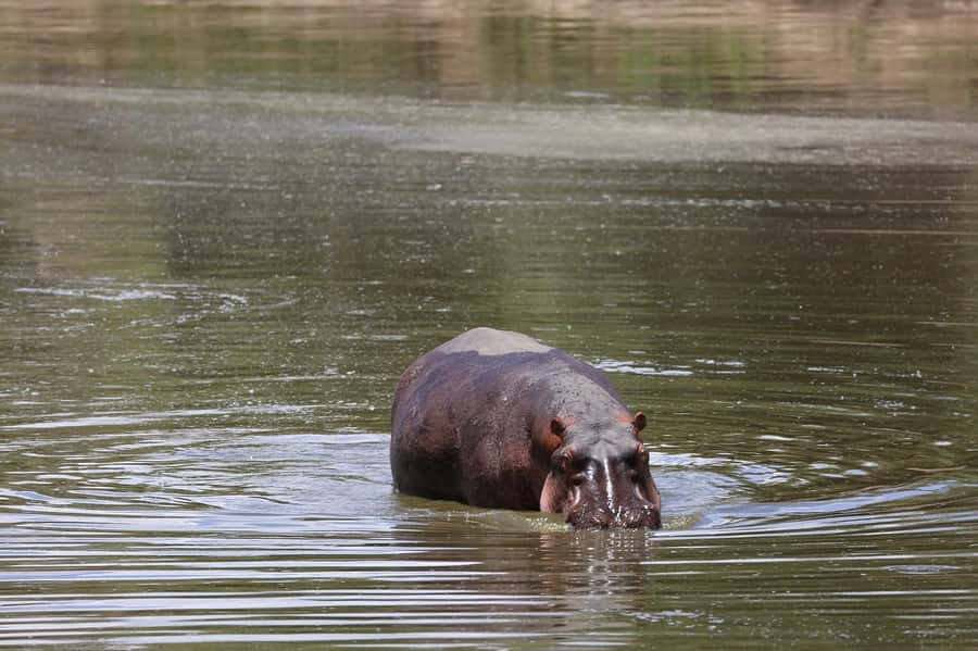 From Nairobi: 3 Days 2 Nights Masai Mara Group Safari - What the $200 price includes, and what it does not