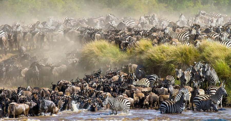 From Nairobi: 3 Days 2 Nights Masai Mara Group Safari - Communication, safety, and group expectations