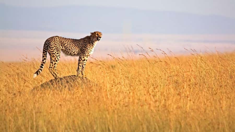 From Nairobi: 3 Days 2 Nights Masai Mara Group Safari - First game drive at 4 p.m.
