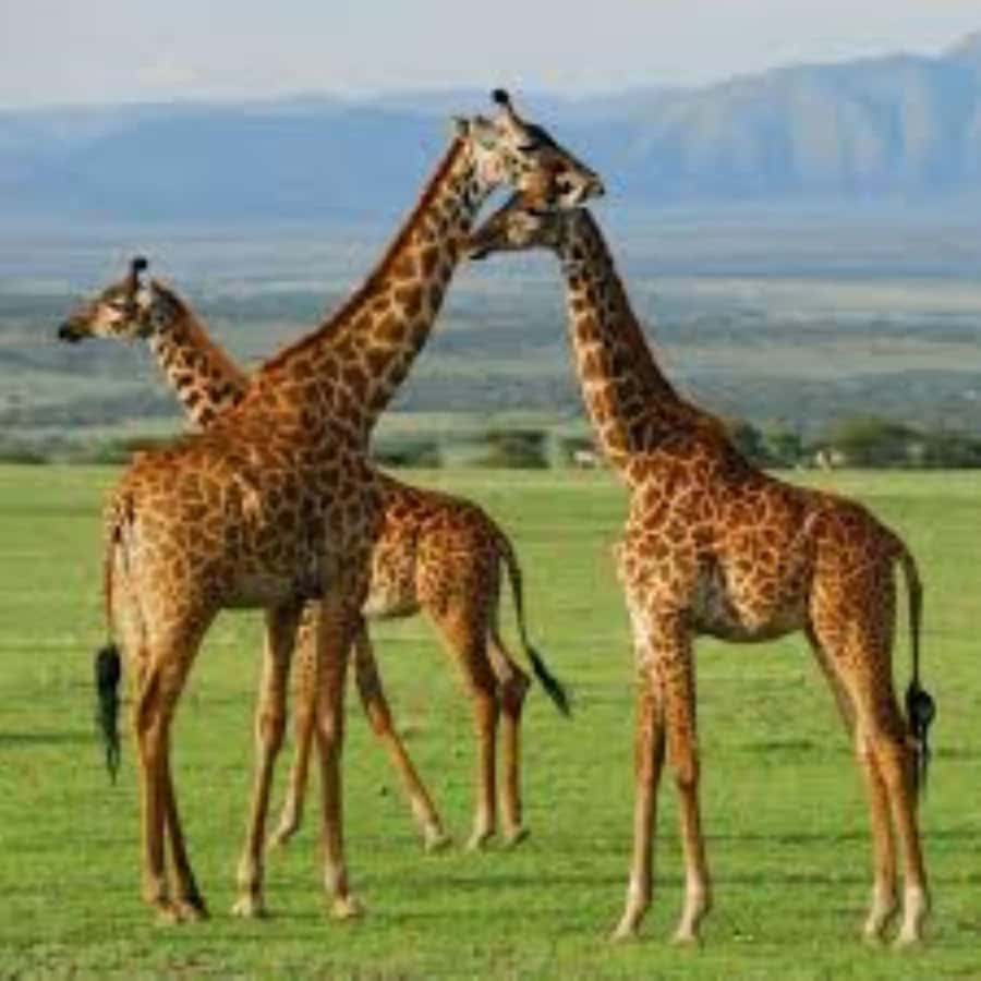 From Nairobi: 3 - Days Maasai Mara Group Safari by 4WD - The first evening game drive in Maasai Mara