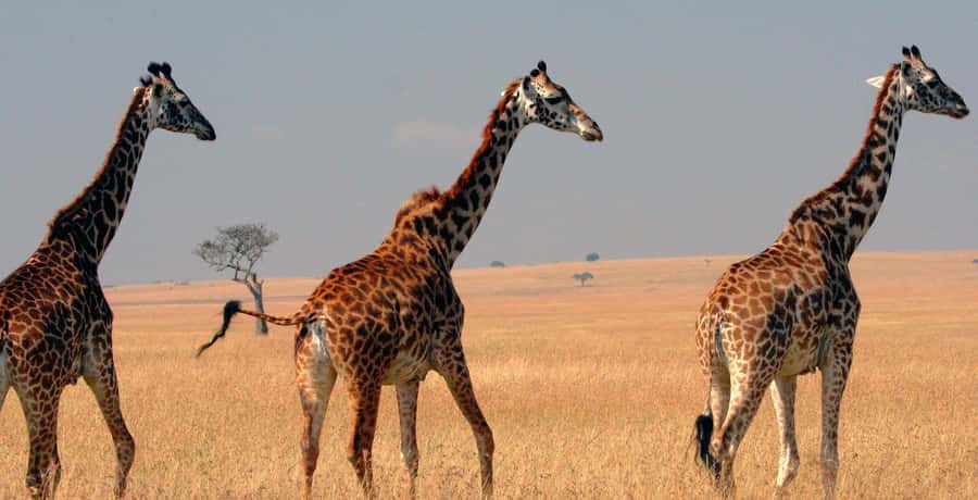 From Nairobi: 4-Day Maasai Mara and Lake Nakuru Group Safari - Why Maasai Mara gets the best two days
