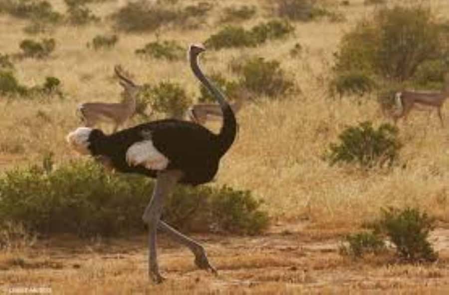 From Nairobi: 4-Day Maasai Mara and Lake Nakuru Group Safari - What the $350 price really gives you