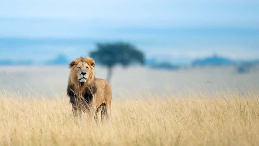 From Nairobi: 4-Day Maasai Mara and Lake Nakuru Group Safari - The full Mara day is the heart of the trip