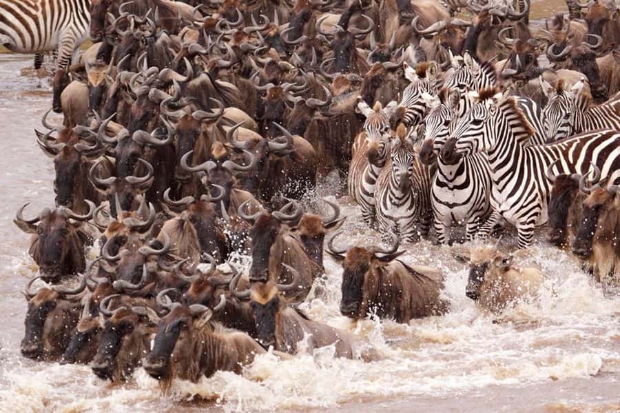 From Nairobi: 7 Days Masai Mara, Nakuru, and Amboseli Safari - Key points to know before booking