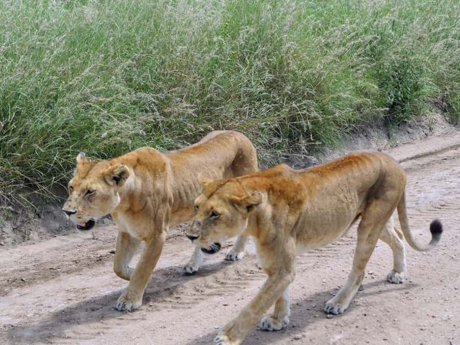 From Nairobi: 7 Days Masai Mara, Nakuru, and Amboseli Safari - What the $1,520 price really covers