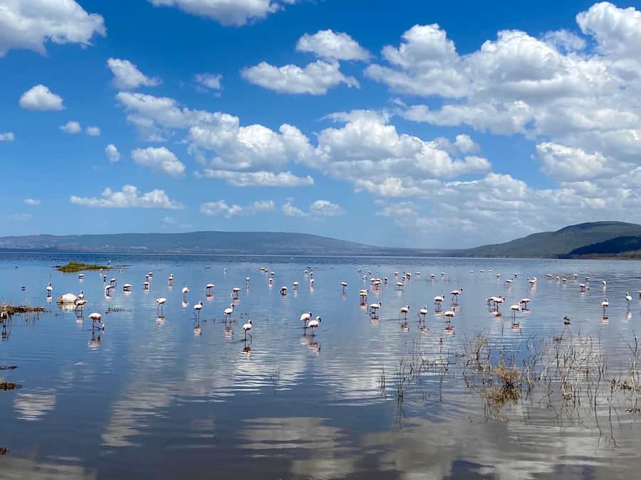 From Nairobi: 7 Days Masai Mara, Nakuru, and Amboseli Safari - Day 3: Leaving the Mara for Lake Nakuru