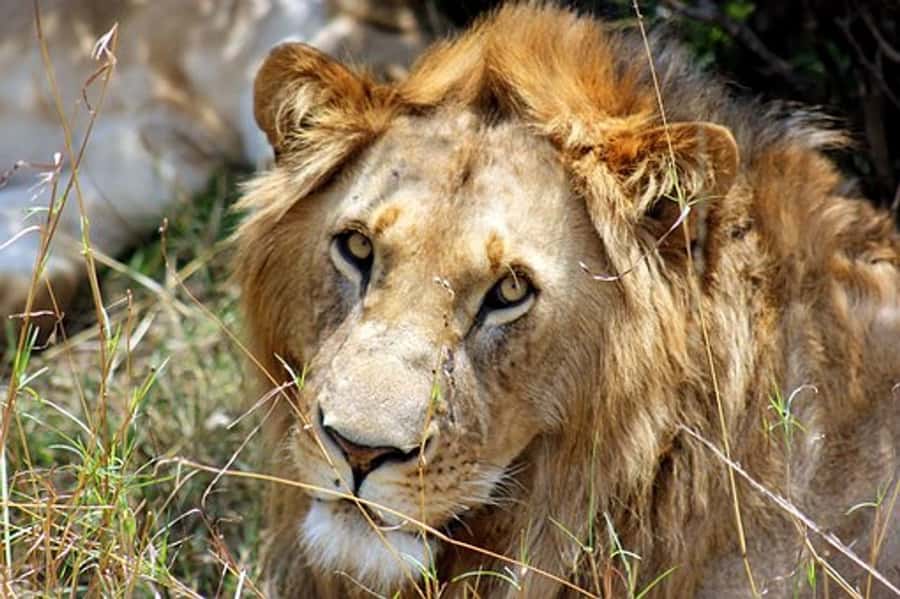 From Nairobi: 7 Days Masai Mara, Nakuru, and Amboseli Safari - Day 1: The Rift Valley and your first Masai Mara drive