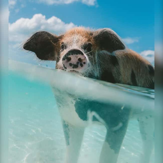 From Nassau: Swim with Pigs Safari - Meeting the pigs at Pig Beach
