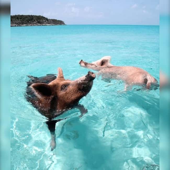 From Nassau: Swim with Pigs Safari - Passing Atlantis through the tunnel