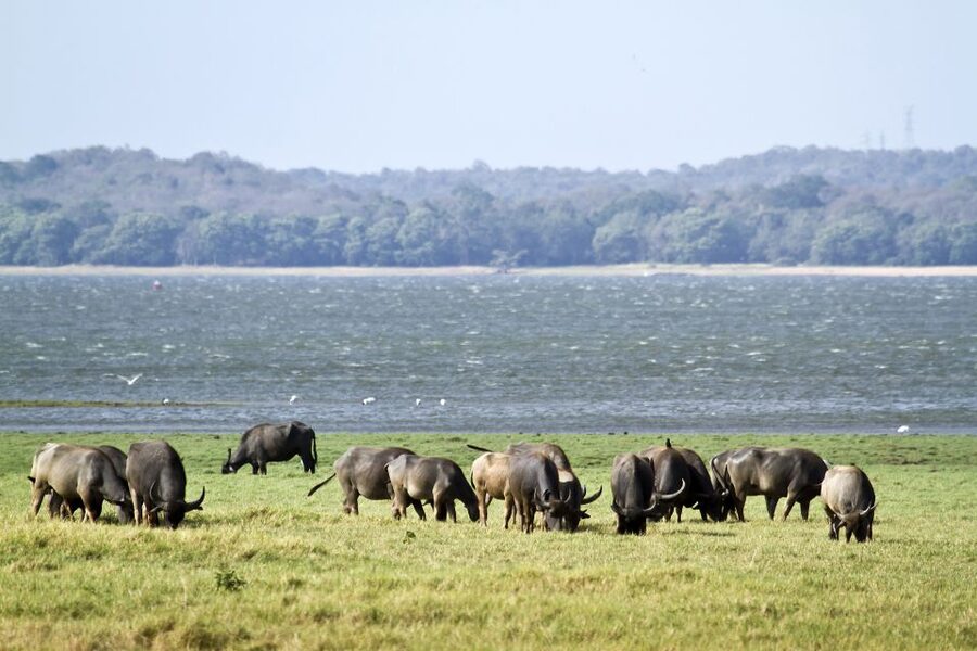 From Negombo: Wilpattu National Park Safari Guided Day Tour - Should you book the Wilpattu day trip?
