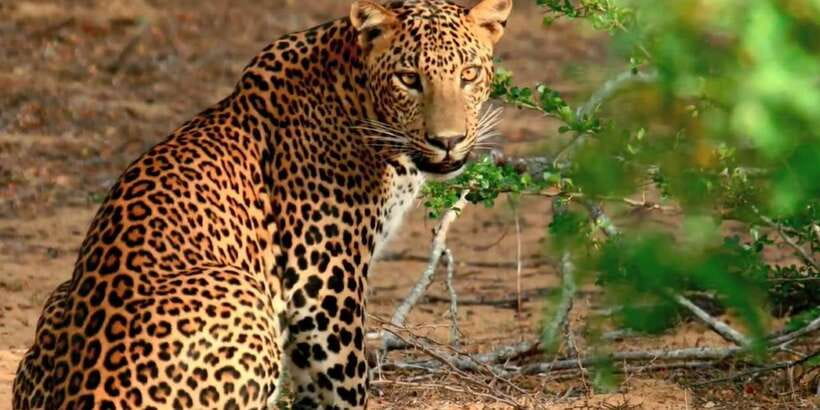 From Negombo: Wilpattu National Park Safari Guided Day Tour - Why Wilpattu is worth the long road from Negombo