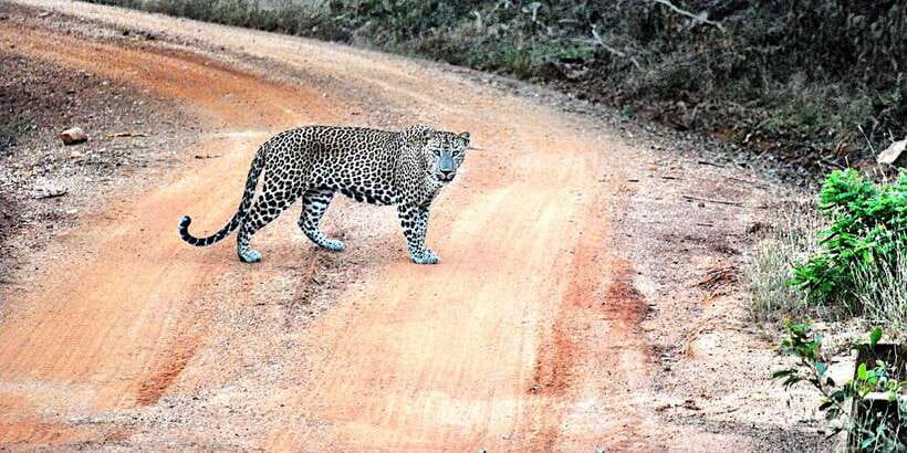 From Negombo: Wilpattu National Park Safari Guided Day Tour - Inside Wilpattu’s woodland and villus