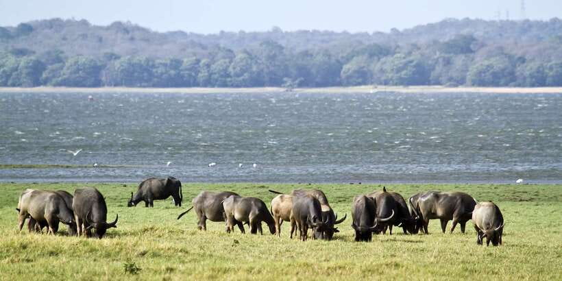 From Negombo: Wilpattu National Park Safari Guided Day Tour - Who should book this safari?