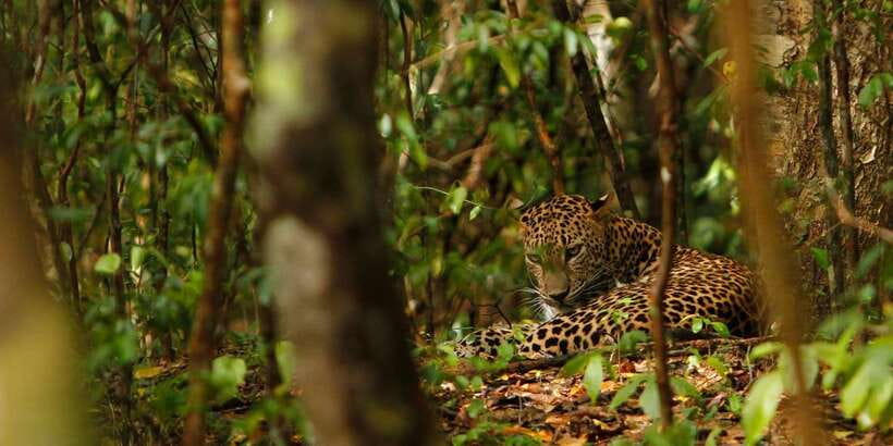 From Negombo: Wilpattu National Park Safari Guided Day Tour - Booking details that matter