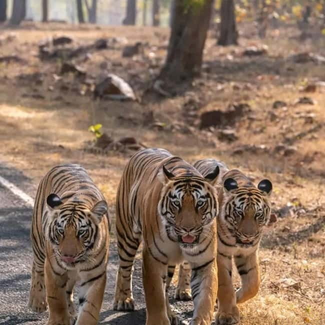 From Ranthambore: Official Tiger Safari in Canter With Guide - What the $27 Ranthambore safari actually offers