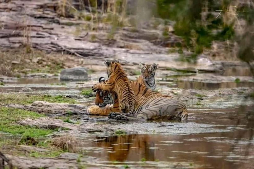 From Ranthambore: Official Tiger Safari in Canter With Guide - Meeting at Ganesh Dham Circle