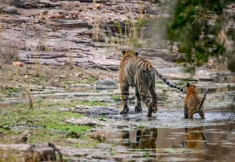 From Ranthambore: Official Tiger Safari in Canter With Guide - Why zones 1 to 5 matter so much