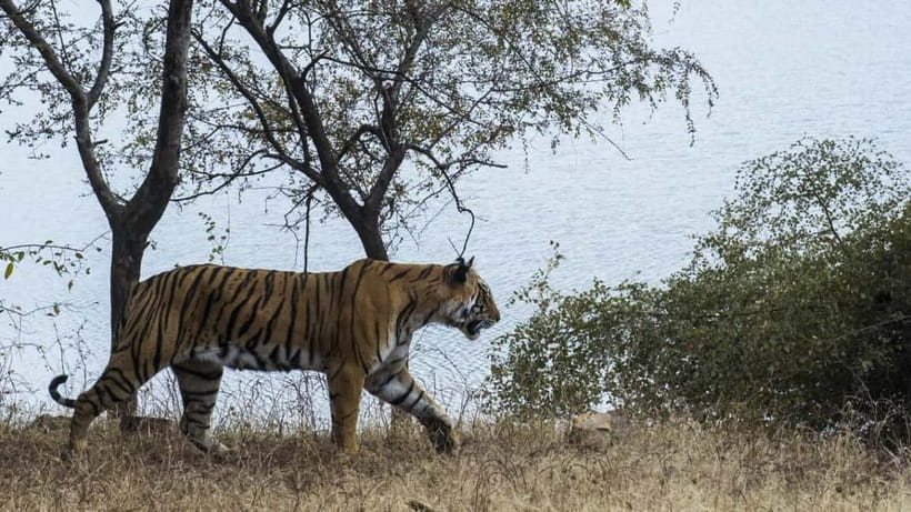 From Ranthambore: Official Tiger Safari in Canter With Guide - The guide can make a big difference
