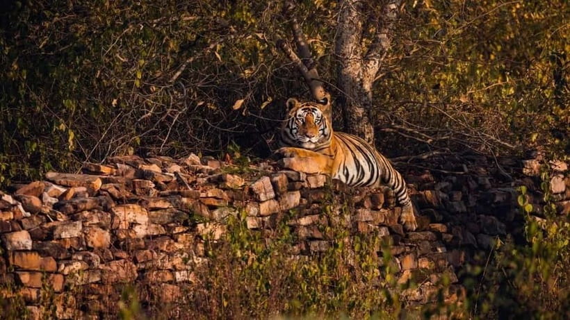 From Ranthambore: Official Tiger Safari in Canter With Guide - Tiger sightings are possible, not promised