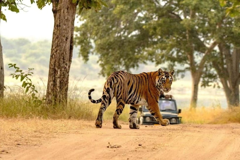 From Ranthambore: Official Tiger Safari in Canter With Guide - A shared Canter versus a private vehicle