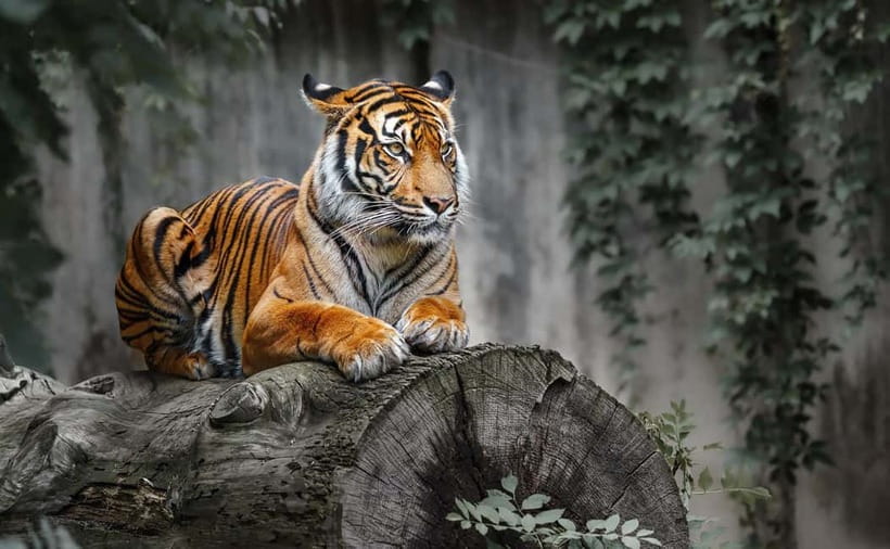 From Ranthambore: Official Tiger Safari in Canter With Guide - Who should book this experience