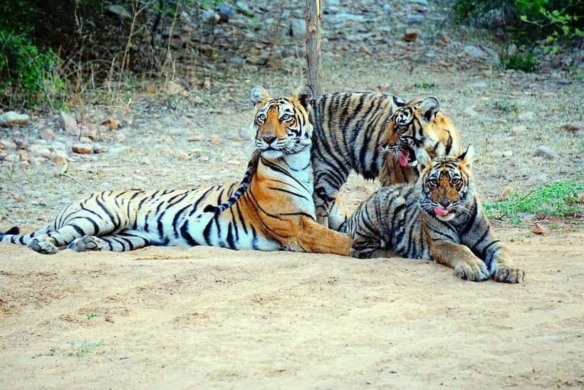 From Ranthambore: Official Tiger Safari in Canter With Guide - My verdict on value and booking