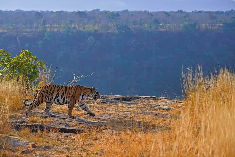 From Ranthambore: Official Tiger Safari in Canter With Guide - Three hours among Ranthambore’s wildlife