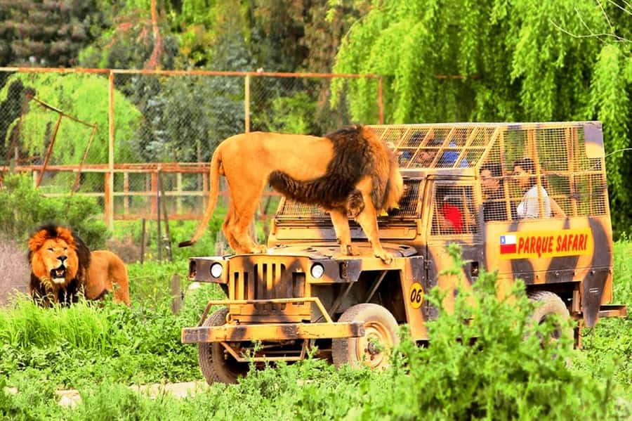 From Santiago: Safari Park, a wild experience - Big Cats Safari: the closest and most unusual encounter