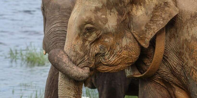 From Sigiriya Hurulu Eco Park ElephantSafari ticket included - Why Hurulu Eco Park works for a half-day safari