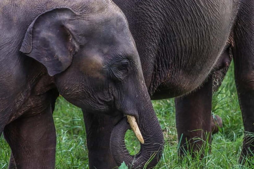 From Sigiriya Hurulu Eco Park ElephantSafari ticket included - The first elephant sighting can come fast