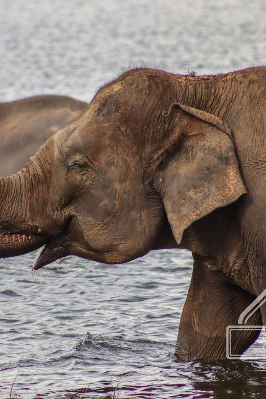 From Sigiriya Hurulu Eco Park ElephantSafari ticket included - Watching elephants without making the sighting about you