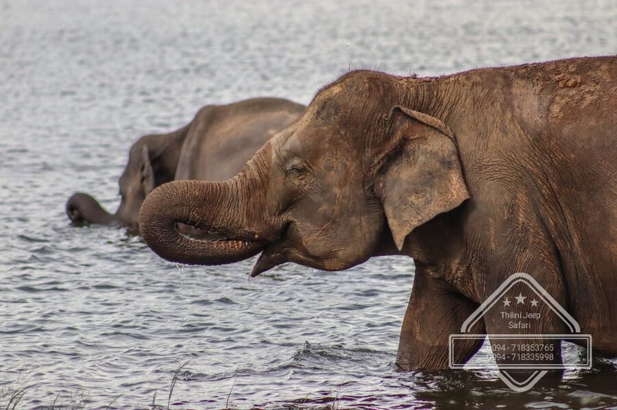 From Sigiriya Hurulu Eco Park ElephantSafari ticket included - What the guides add to the experience
