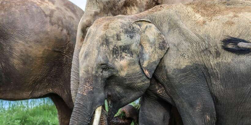 From Sigiriya Hurulu Eco Park ElephantSafari ticket included - Comfort, heat, and what to bring