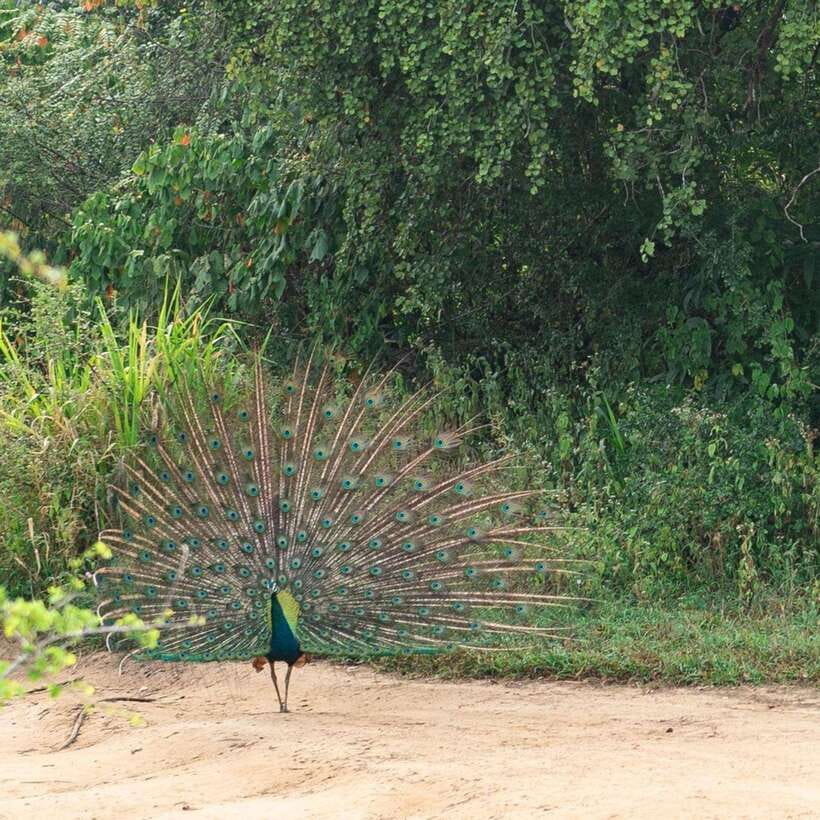 From Sigiriya : Hurulu Eco Park Safari : All Inclusive - Comfort, photography, and practical expectations
