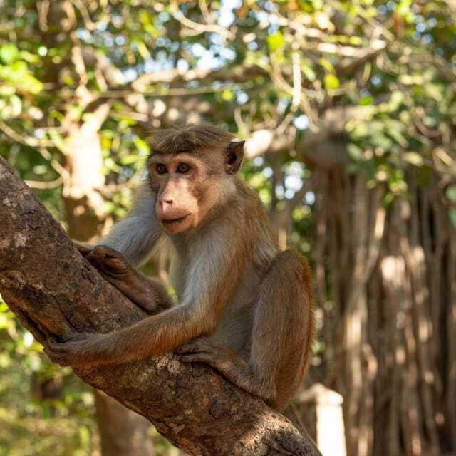 From Sigiriya : Hurulu Eco Park Safari : All Inclusive - Value at $31 per person