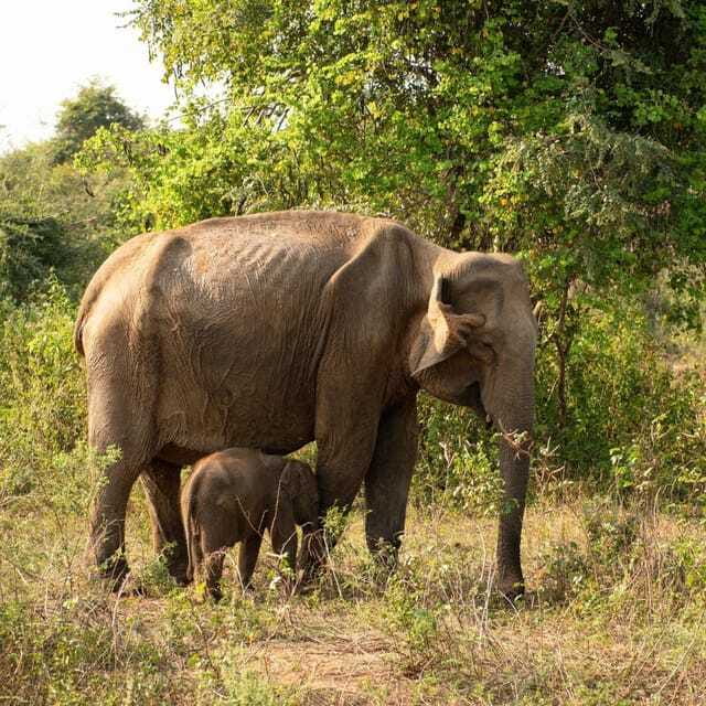 From Sigiriya : Hurulu Eco Park Safari : All Inclusive - Who should book this safari