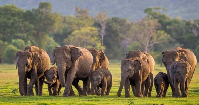 From Sigiriya: Minneriya National Park Elephant Safari - Key points before you book